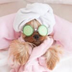 Photo of a Tiny Dog Receiving the Spa treatment. Includes robe, towel and cucumber slices on the eyes.