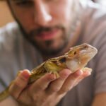 Close up Photo of a man holding Bearded Agama