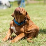 photo of a French Mastiff puppy scratching.