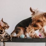 Cat and dog eyeing each other while sitting on a shelf.