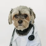 Senior dog in Veterinarian coat with stethoscope