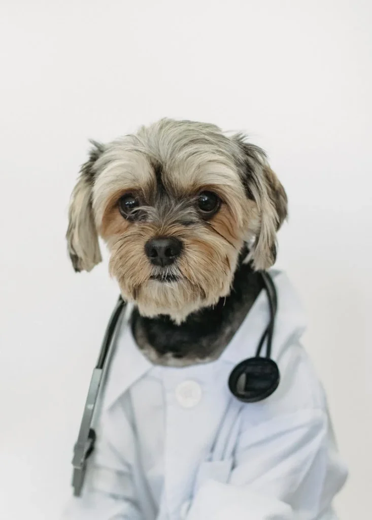 Senior dog in Veterinarian coat with stethoscope