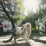 Close up Photo of a cat scratching while outside