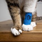 Close up photo of Fluffy Cat paws with blue medical bandage after the vet visit