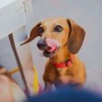 Photo of a Dog begging for Food at the Table