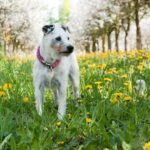 Close up photo of a dog in a Springtime yard with grass and wildflowers