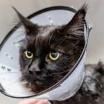 Photo of a cat with patches of missing fur wearing a scratch prevention cone
